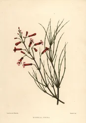 Planta de fuente o planta petardo, Russelia equisetiformis (Russelia juncea)
